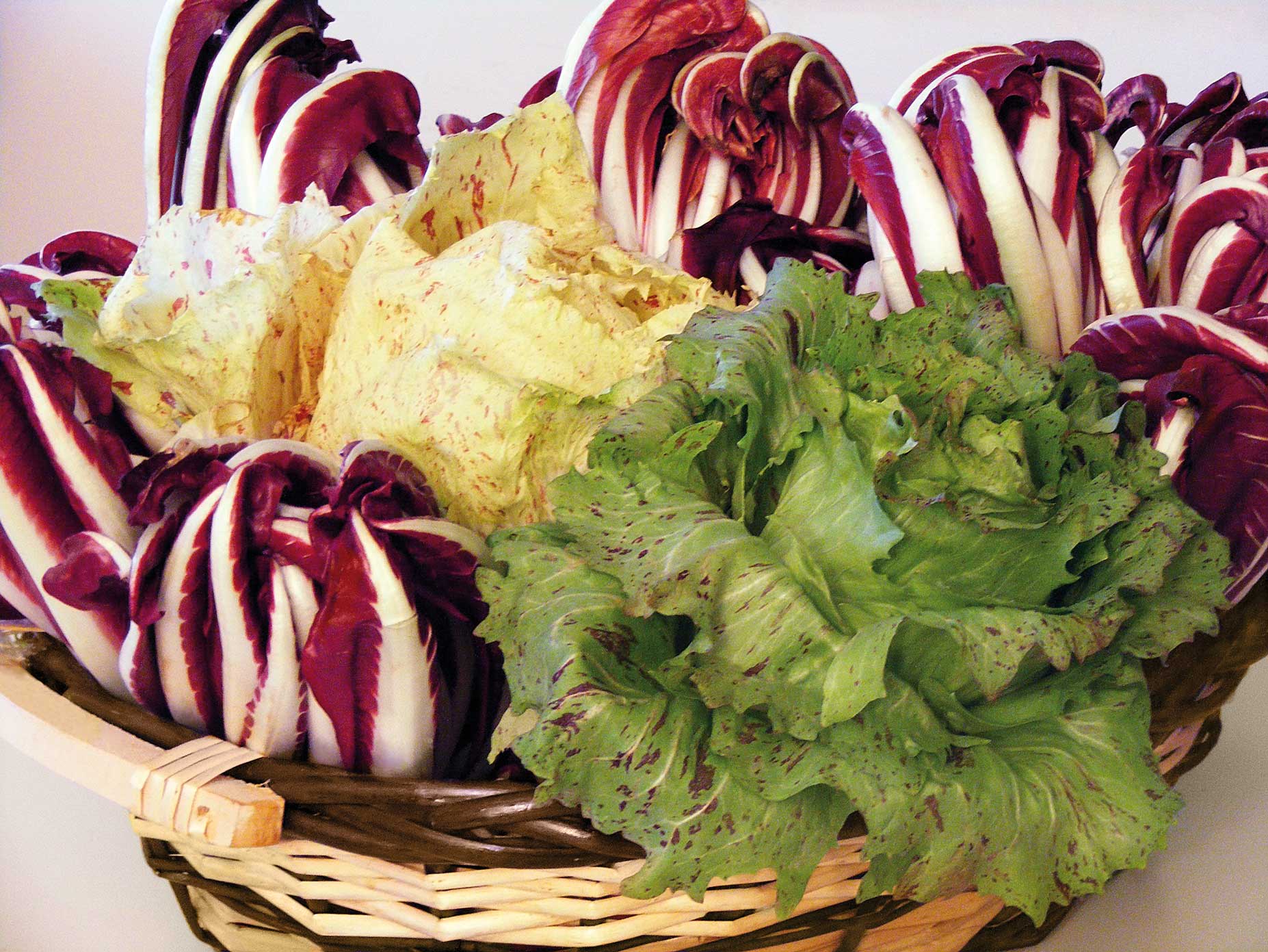 Radicchio di Verona Igp